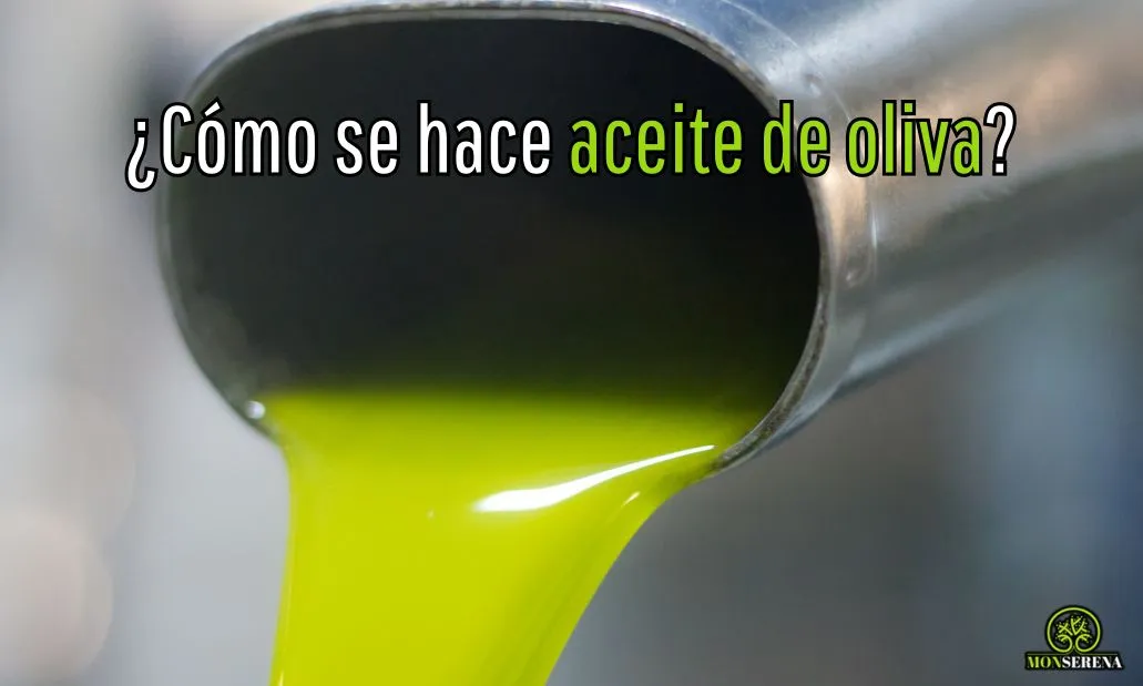 ¿Cómo se hace aceite de oliva?