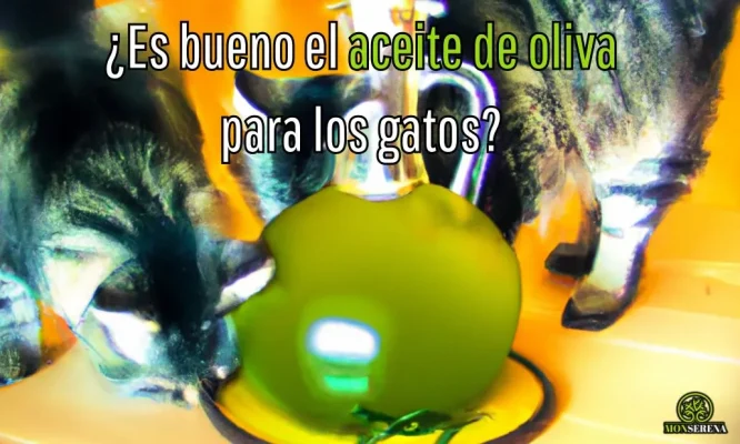 ¿Es bueno el aceite de oliva para los gatos?