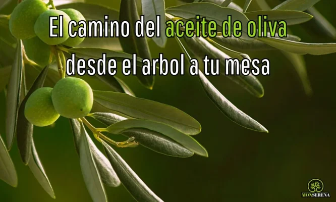 El camino del aceite de oliva desde el arbol a tu mesa