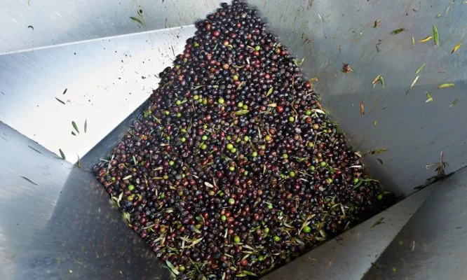 haciendo aceite