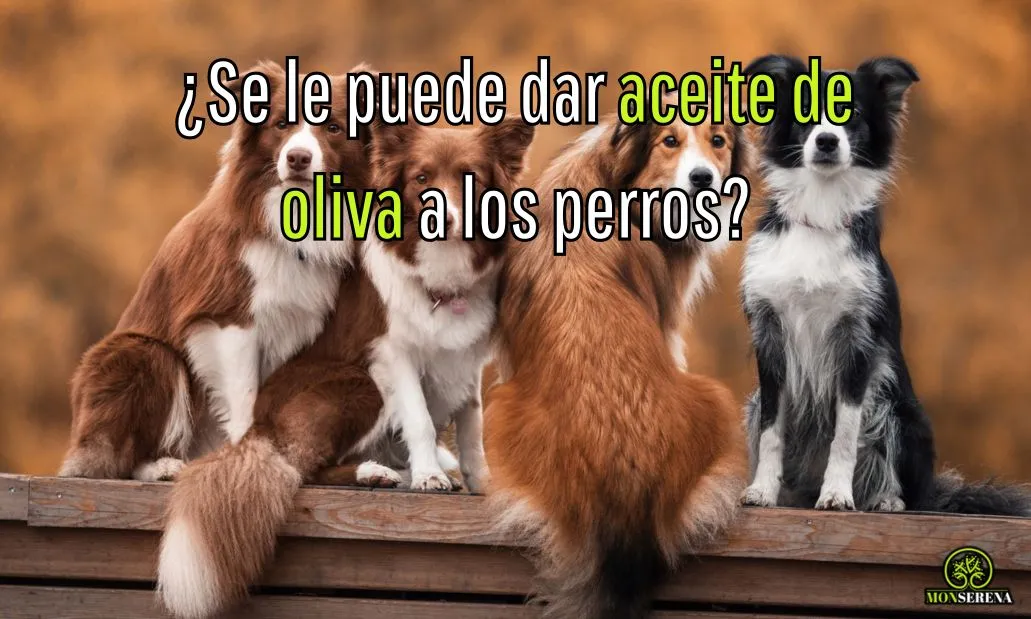 ¿Se le puede dar aceite de oliva a los perros?
