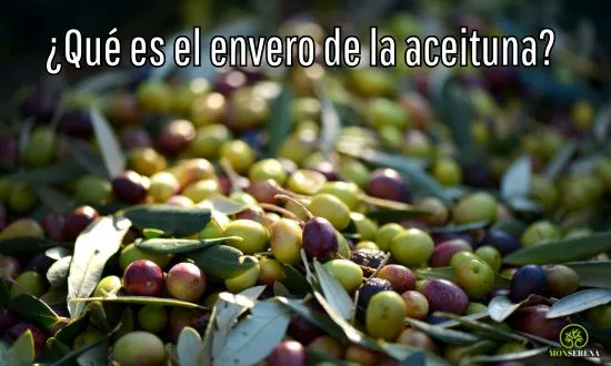 envero de la aceituna
