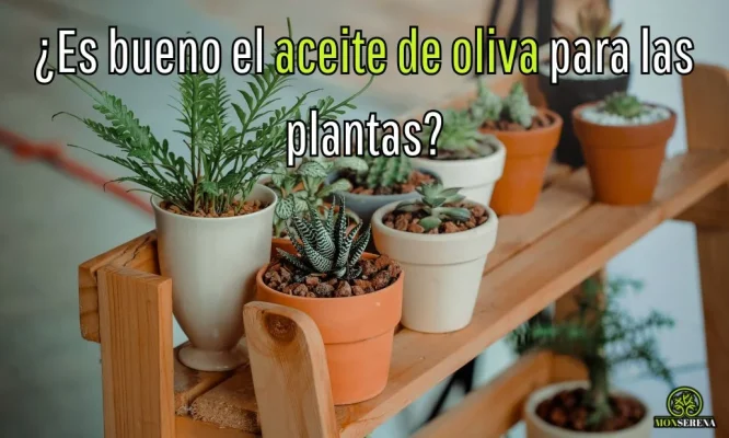 ¿Es bueno el aceite de oliva para las plantas?
