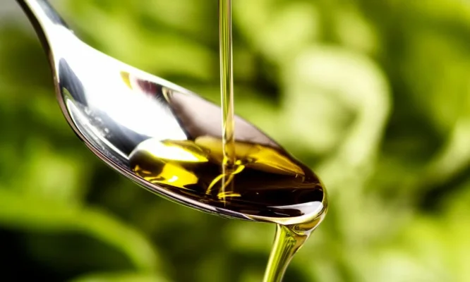 ¿Es bueno el aceite de oliva para las plantas?