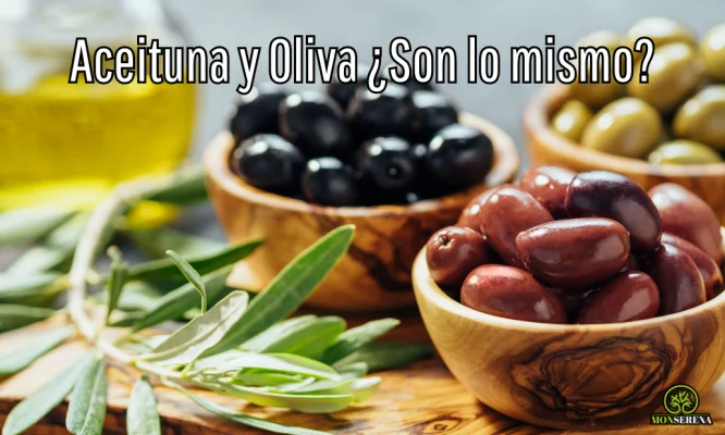 Aceituna-y-Oliva-¿Son-lo-mismo