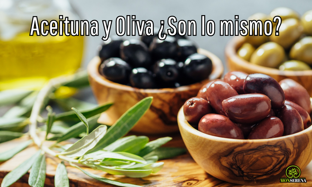 Aceituna-y-Oliva-¿Son-lo-mismo