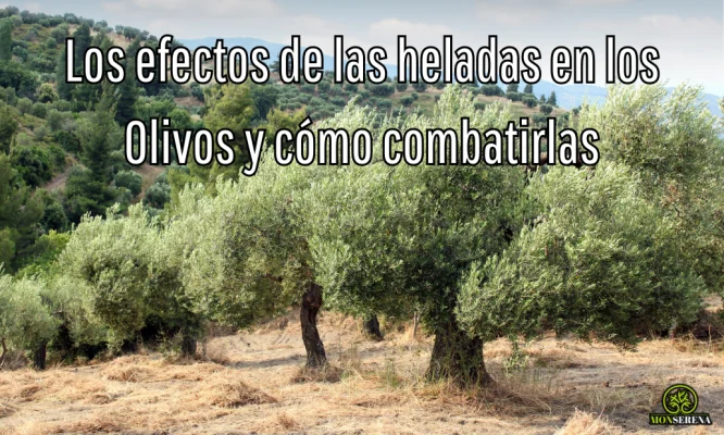 Los-efectos-de-las-heladas-en-los-Olivos-y-cómo-combatirlas