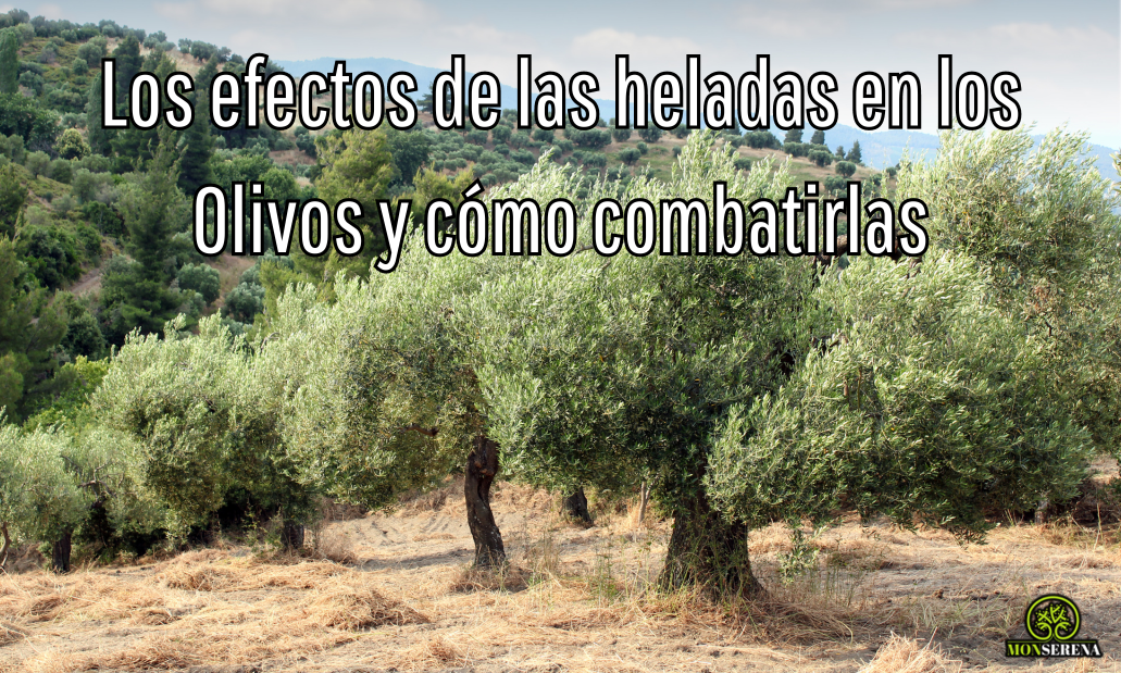 Los-efectos-de-las-heladas-en-los-Olivos-y-cómo-combatirlas