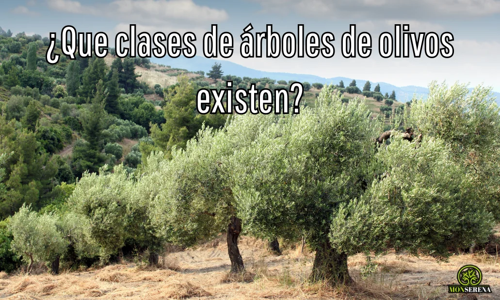 ¿Que clases de árboles de olivos existen