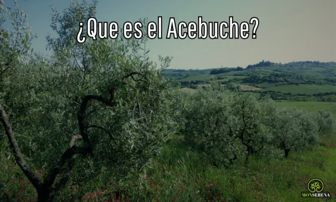 ¿Que es el Acebuche