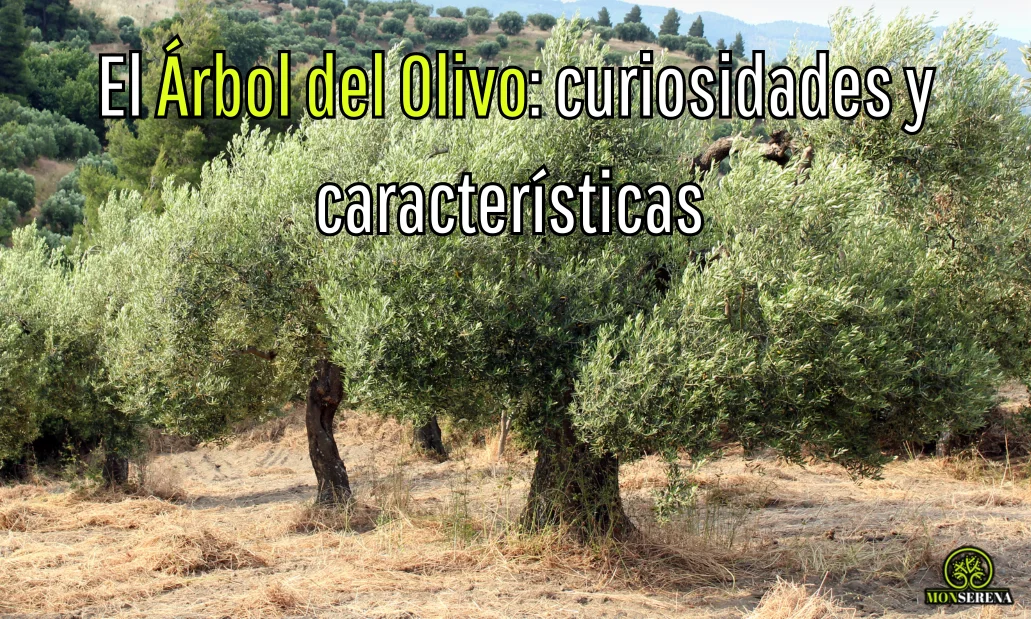 El Árbol del Olivo curiosidades y características