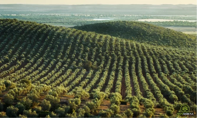 Biomasa del Olivar
