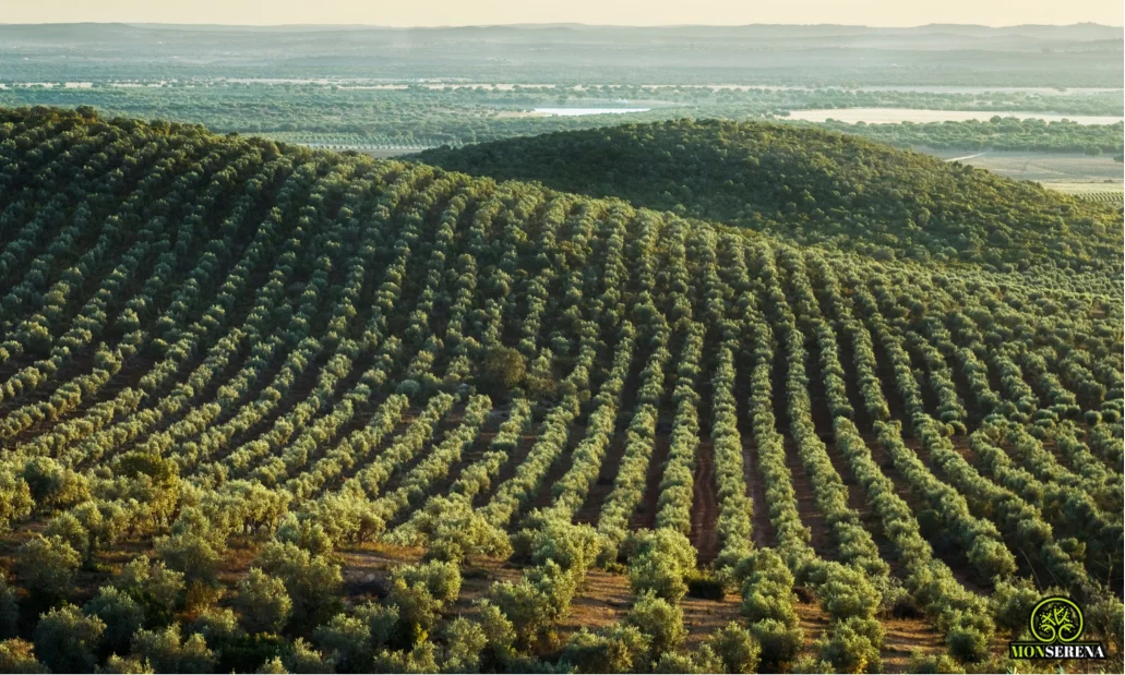 Biomasa del Olivar