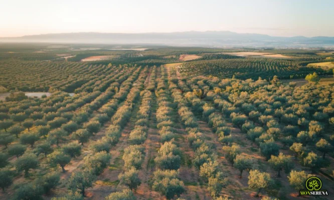 mejor aceite de oliva de extremadura