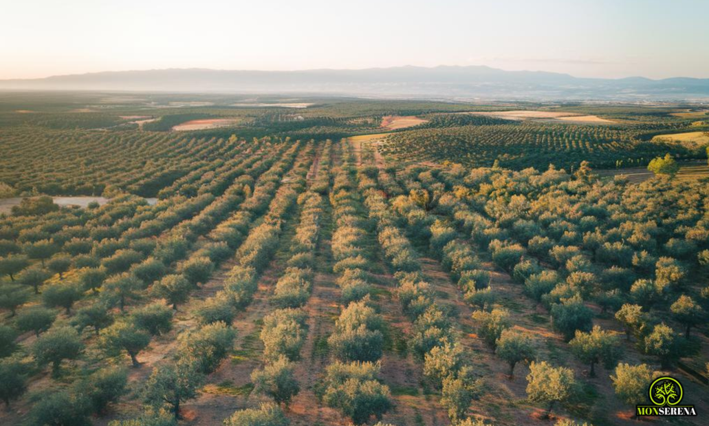 mejor aceite de oliva de extremadura