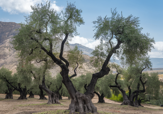 aceite de oliva extremadura