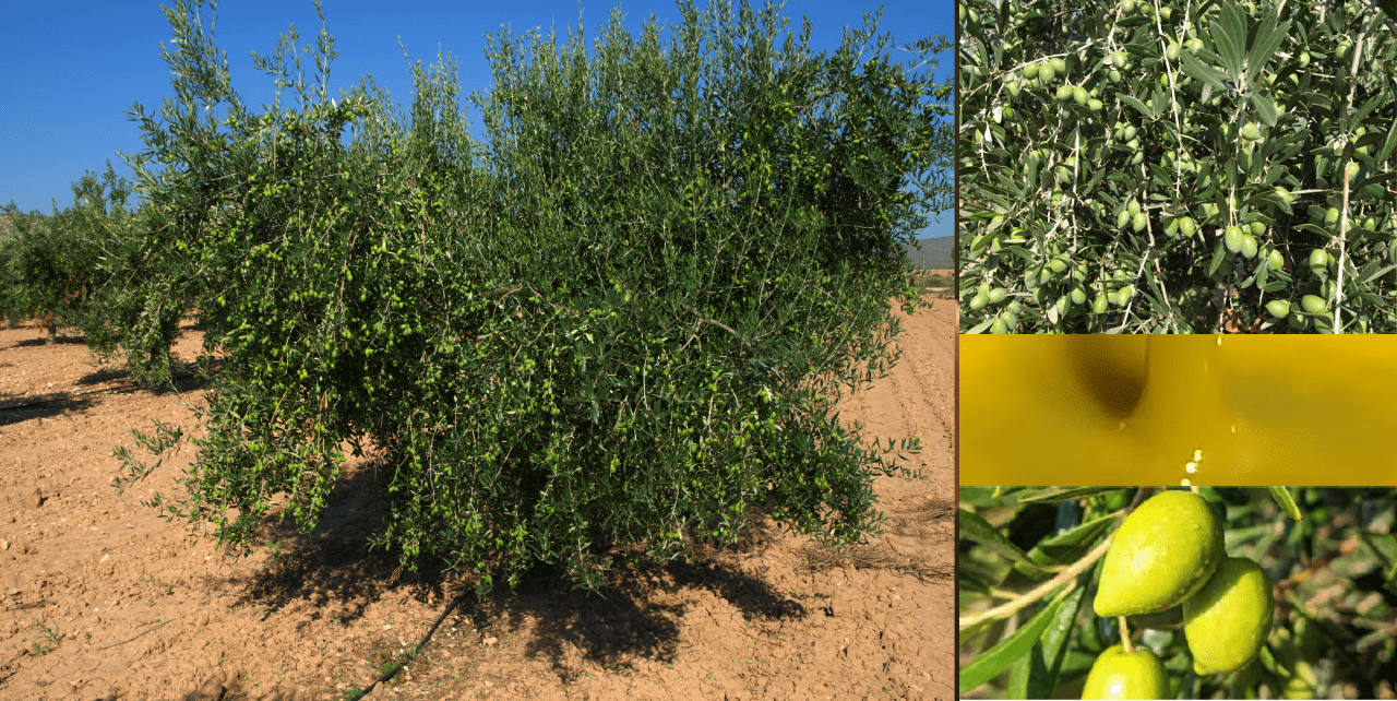 Olivar y aceituna Pico Limón