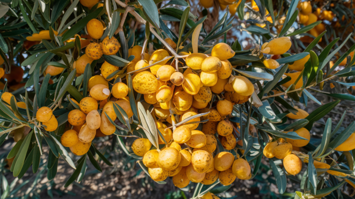 aceite de oliva cornezuelo