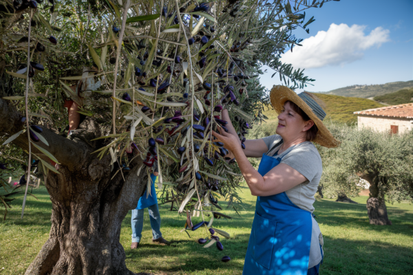 aceituna es una fruta o verdura