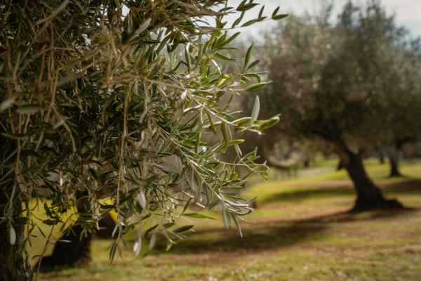 aceite de oliva ecologico