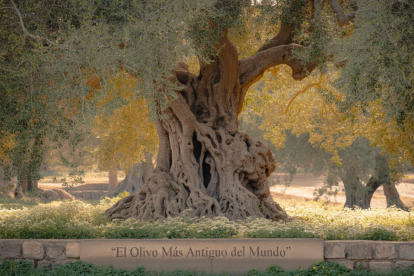 el olivo mas antiguo del mundo