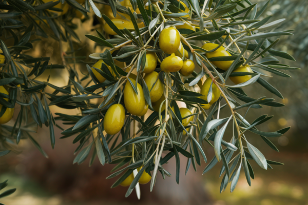 que aceituna se usa para el aceite de oliva