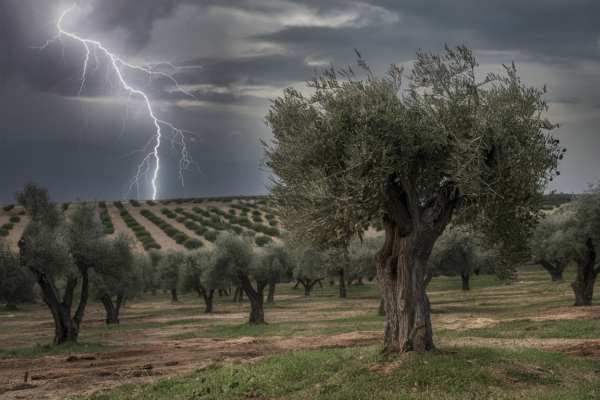 cambio climatico y aceite de oliva